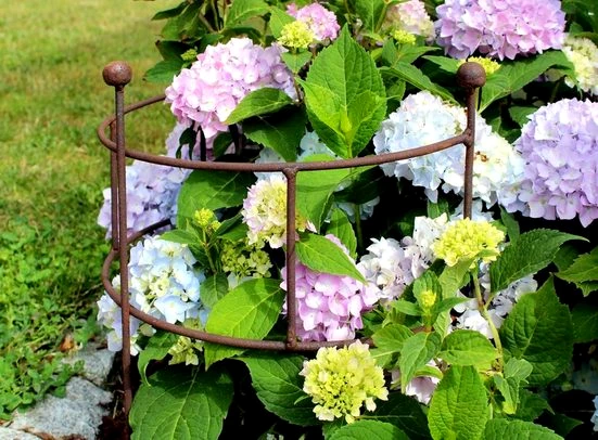 LB H&F Lilienburg Seerose Staudenhalter Staudenstütze Strauchstütze Pflanzenstütze